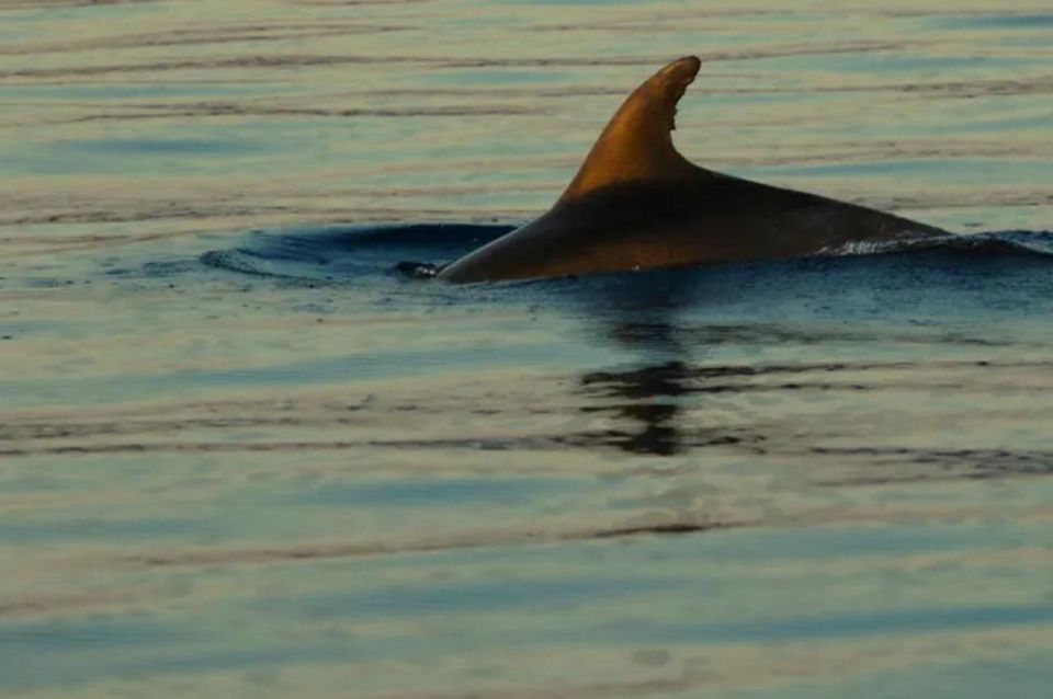 Plavnik Island: Swim and Snorkel With Captain Bobo (5,5h) - Duration and Guides Information