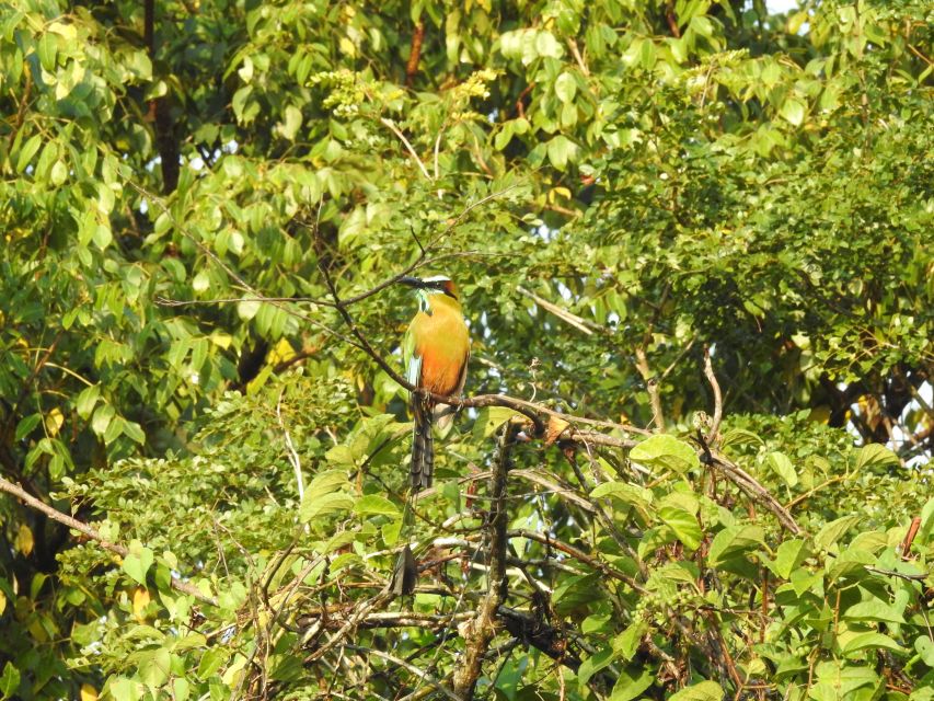 Playa Del Carmen: Guided Birdwatching Hike - Activity Duration and Guides