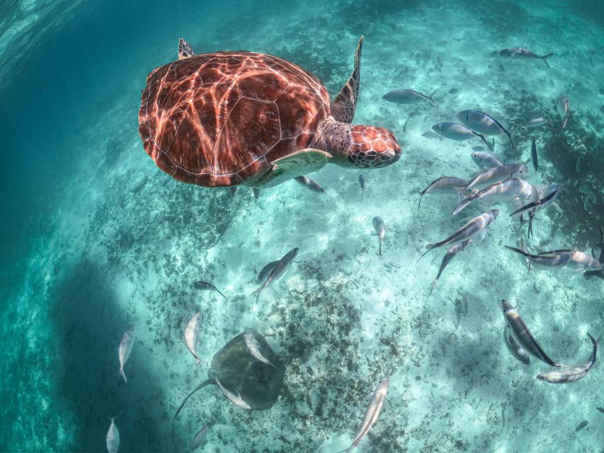 Playa Del Carmen: Swim & Snorkel W/ Turtles at Akumal Beach - Cancellation Policy