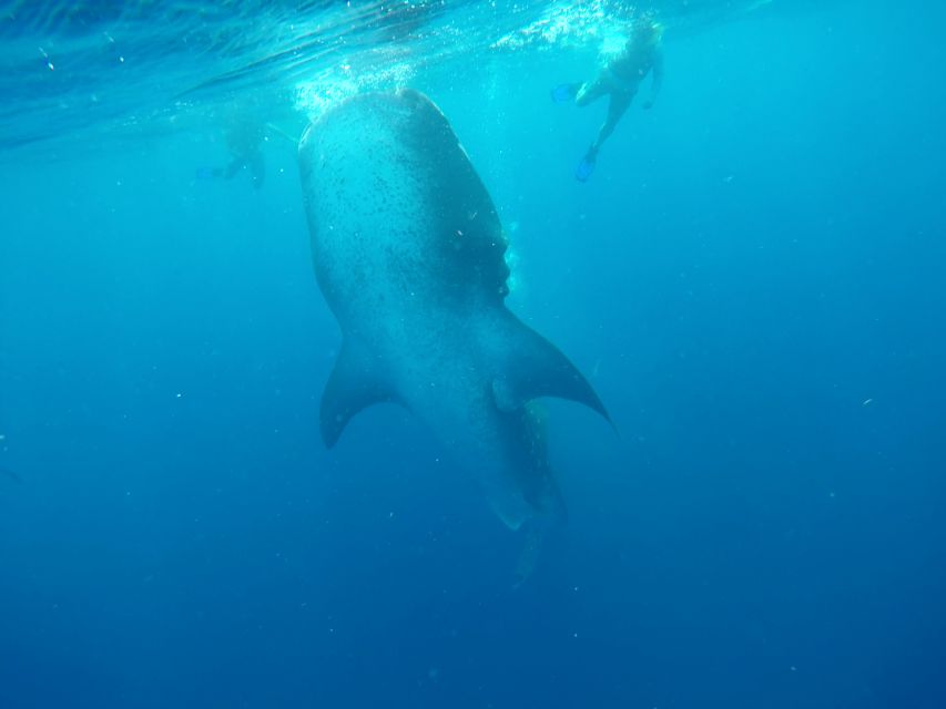 Playa Del Carmen: Whale Shark Tour - Booking Information