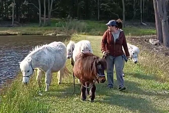 Pony Walking Adventure - Meet the Friendly Ponies