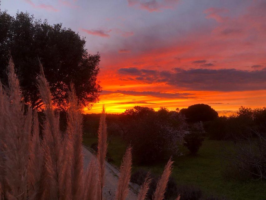 Porches: Vineyard Picnic Experience in the Algarve - Experience Highlights