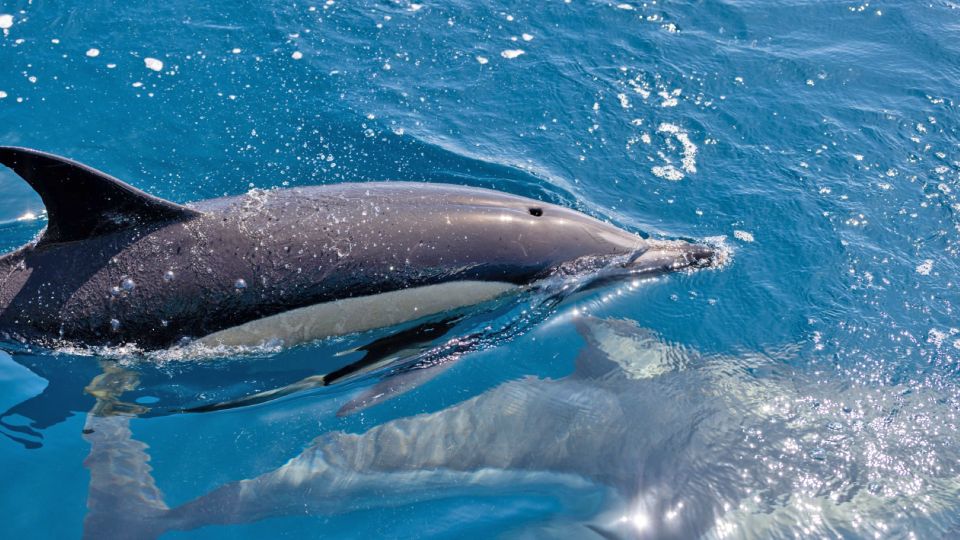 Portimão: Dolphin Watching Tour With Marine Biologist - Experience Highlights