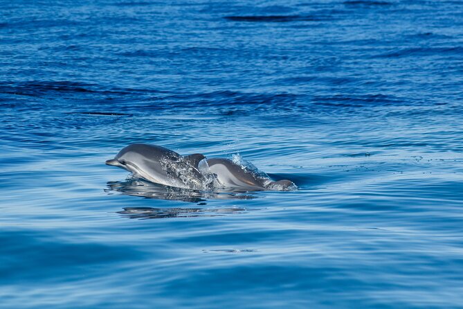 Portimão:2h30 Guaranteed-Dolphins and Seabirds-Biologist on Board - Biologists Expertise
