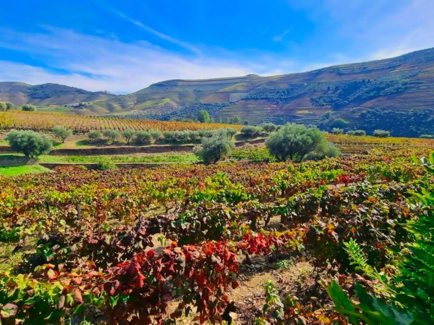 Porto: Douro Valley 2 Vineyards Tour W/ Lunch & River Cruise - Participant Information