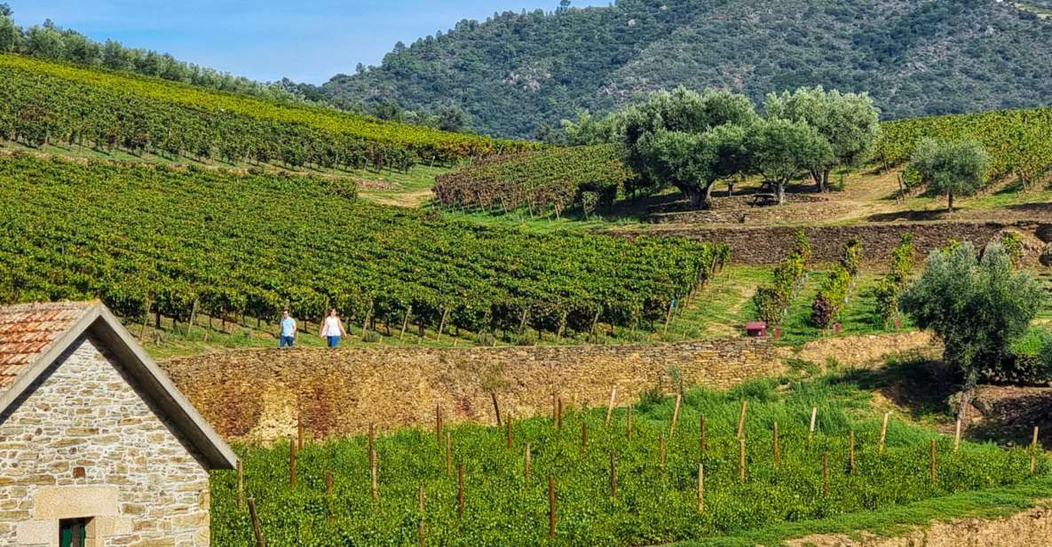 Porto: Douro Valley: an Authentic Wine Experience With Lunch - Activity Details