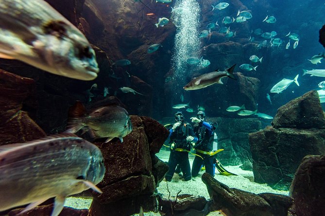 Porto Moniz Small-Group Madeira Aquarium Scuba Dive  - Funchal - Suitable Diver Categories