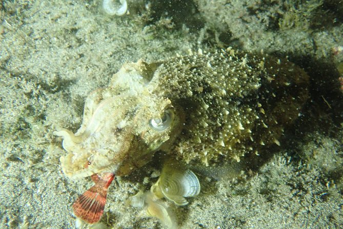 Porto Santo Night Snorkeling Tour - Booking Details