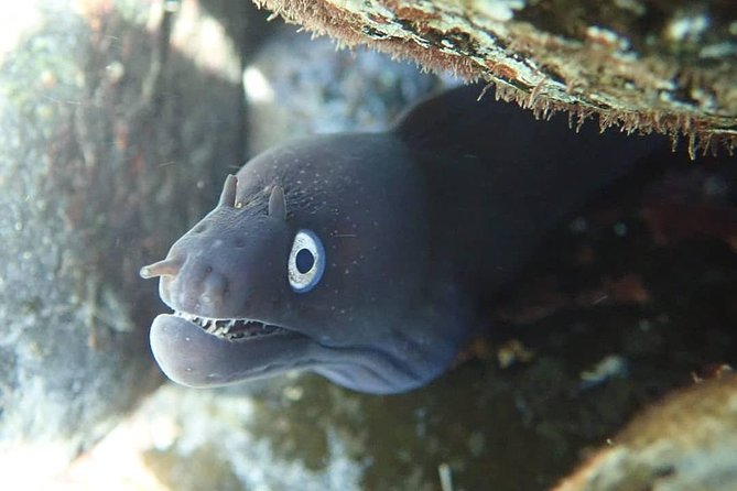 Porto Santo Snorkeling Tour - Guide and Companion