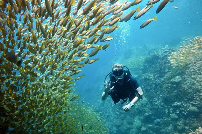 Premium Guided Scuba Diving Day Trip for Certified Divers - Equipment Provided