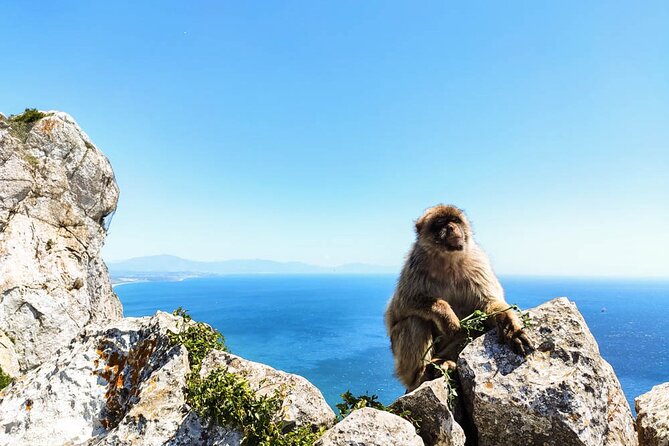 Premium Private Trip to Gibraltar From Seville (Various Options) - Cancellation Policy Overview