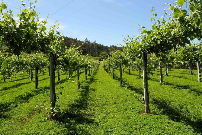 Premium Private Vinho Verde Tour:2 Wineries With Tastings & Lunch - Tour Location