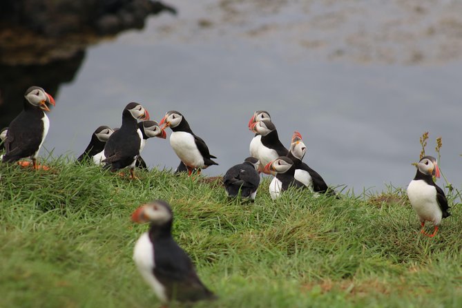 Premium Small-Group Puffin & Bird Watching Tour From Reykjavík - Tour Experience