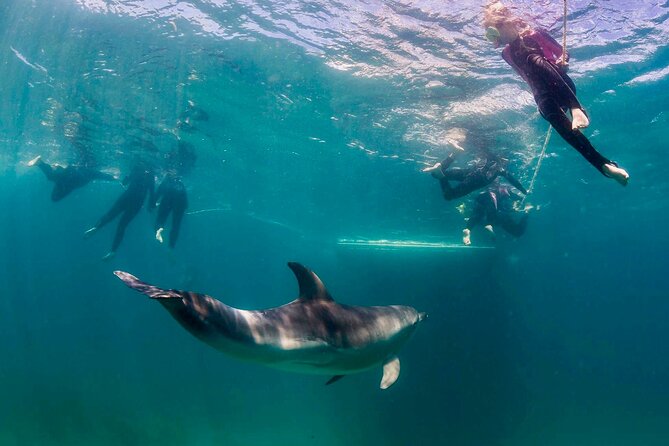 Private 2 Hour Dolphin and Seal Swim Mornington Peninsula - Customer Support