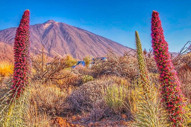 Private 8 Hours Tour to El Teide From Tenerife Hotel With Driver/Guide - Inclusions and Exclusions