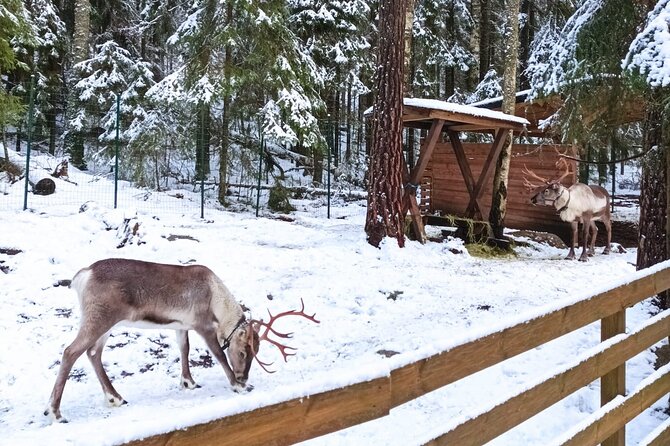 PRIVATE Adventure To The REINDEER Park by VIP Car - Interaction With Reindeer