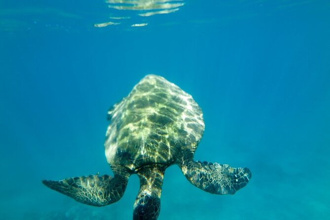 Private Beginner Paddleboard Lesson With Snorkel in Turtle Town! - Additional Information