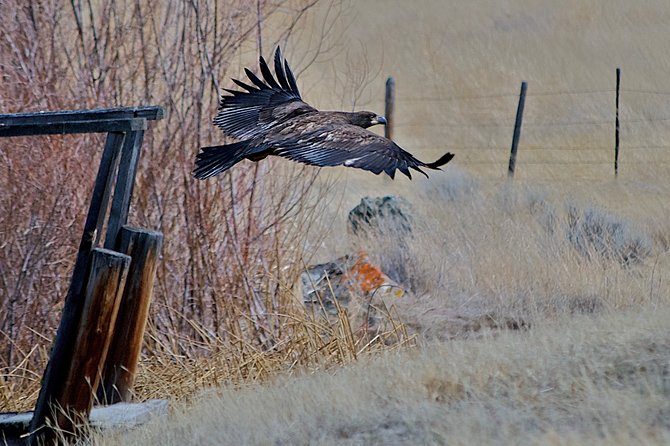 Private Birdwatching Activity in Penticton - Tour Information