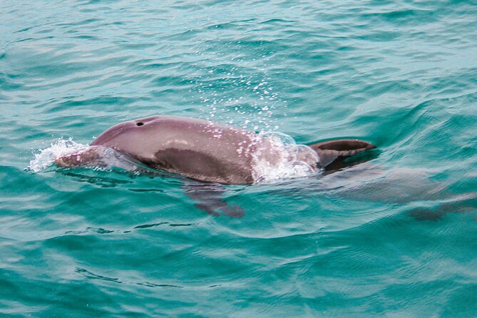 Private Boat Tour With Dolphin Spotting and Snorkelling From Phuket - Itinerary Details