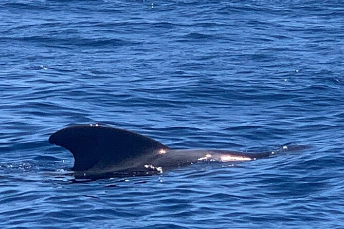 Private Charter 3 Hours Whale Encounter Puerto Colon Adeje - Additional Information