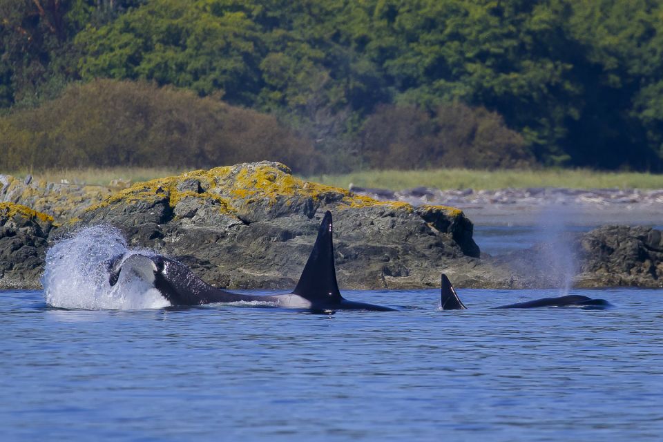 Private Charter - Marine Life and Whale-Watching Boat Tour - Experience