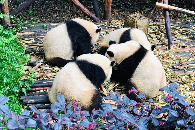 Private Chengdu City Highlight Day Tour - Traveler Reviews