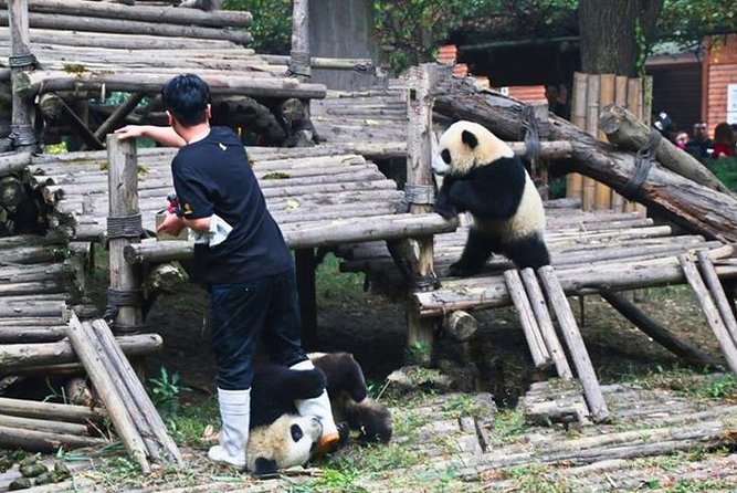 Private Chengdu Panda Breeding Center Day Trip With From Xian By Bullet Train - Itinerary Overview