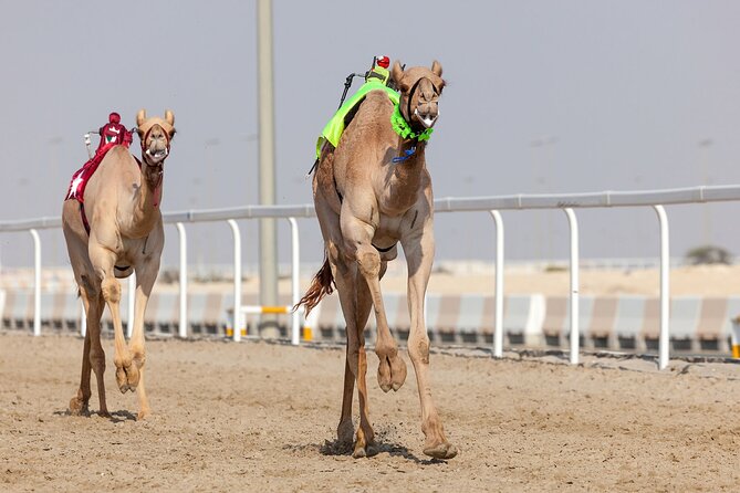 Private Combo Tour to Sheikh Faisal Museum and Camel Racing Track - Camel Racing Track Experience