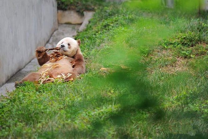 Private Day Tour: Xian Panda（QI ZAI）and City Highlights - Panda Encounter