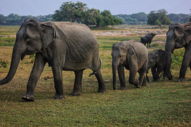 Private Day Tour: Yala National Park Safari Tour From Galle & Weligama - Pickup Details