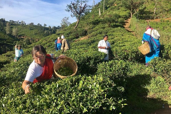 Private Day Trip: Horton Plains and Pedro Tea Factory From Nuwara Eliya - Overview of the Trip