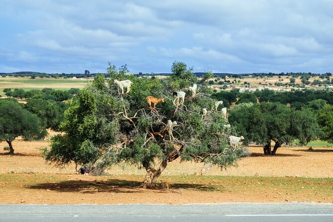 Private Day Trip to Essaouira From Marrakesh - Inclusions and Exclusions