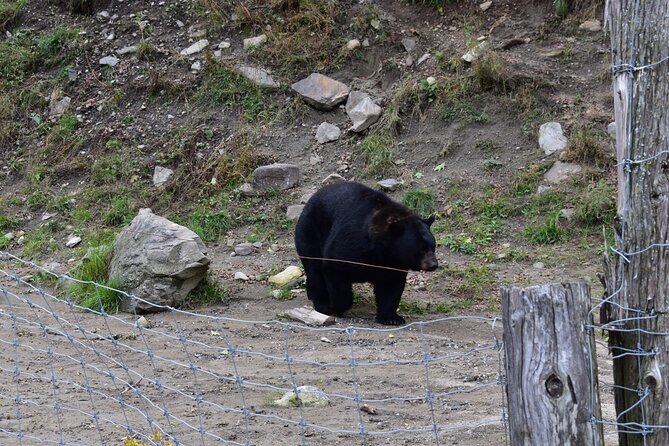 Private Day Trip to Parc Omega and Chateau Montebello From Montreal - Itinerary Overview