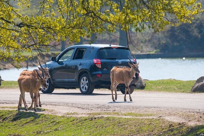 Private Excursion to Thoiry Zoosafari From Paris - Transportation Details and Itinerary