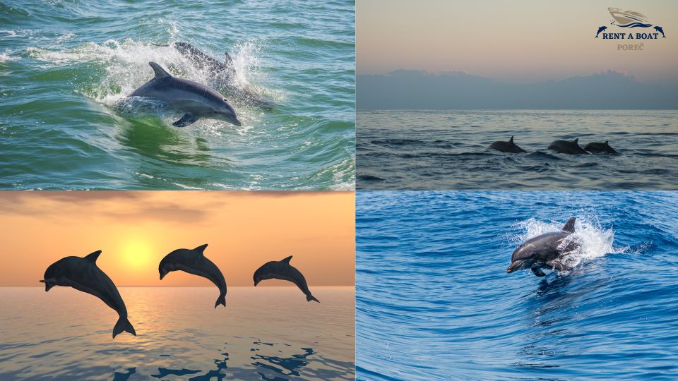 Private Family Dolphin Tour in Poreč - Experience Highlights