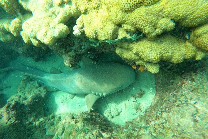 Private Guided Snorkel Tour of Fort Lauderdales Reef - Meeting Point and Logistics