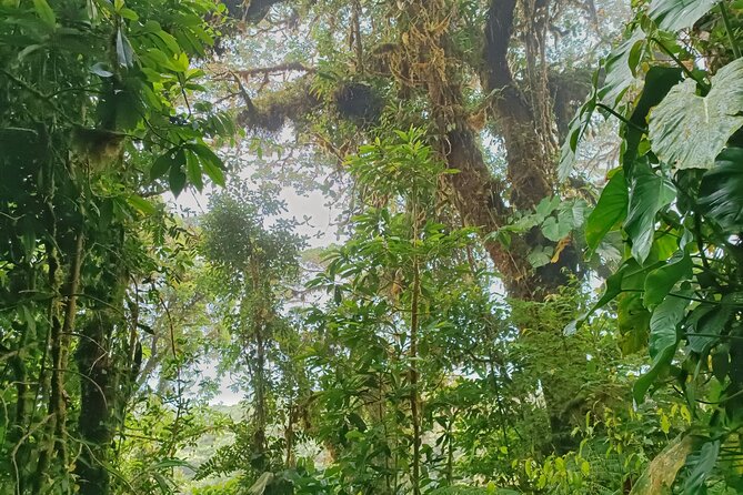 Private Guided Walk to the Santa Elena Cloud Forest Reserve - Cancellation Policy