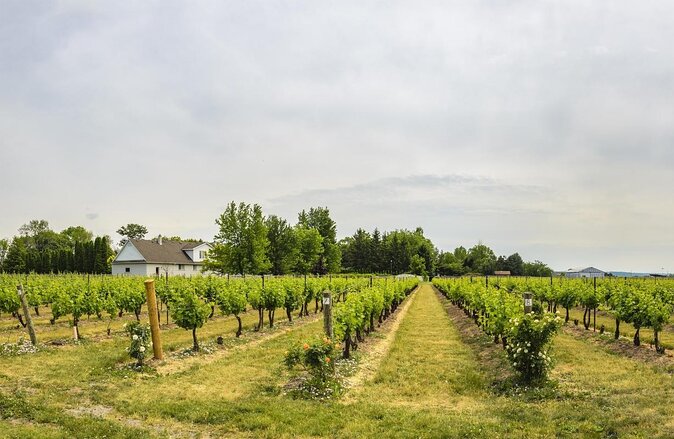 Private Half-Day Custom Wine Tasting Tour of Niagara-on-the-Lake - Group Size Pricing