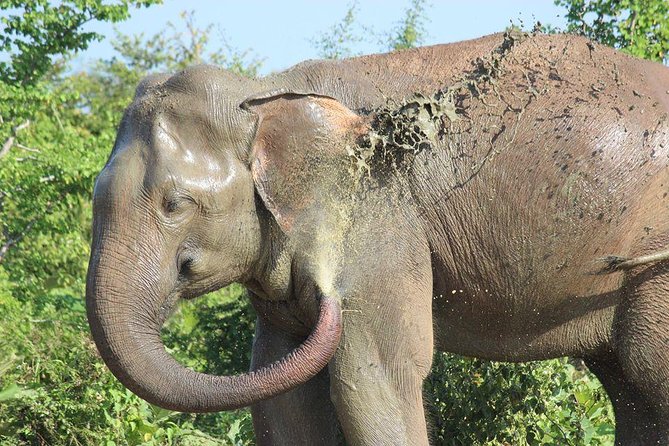 Private Half Day Safari in Udawalawe National Park - Inclusions and Experiences