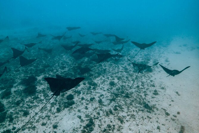 Private Half Day Snorkeling in Moorea - Snorkeling Equipment Provided