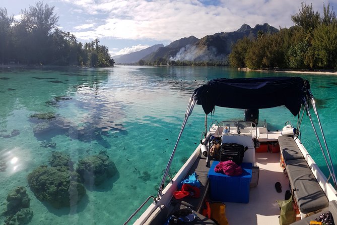 Private Half-Day Snorkeling Tour, Moorea - Traveler Reviews and Recommendations