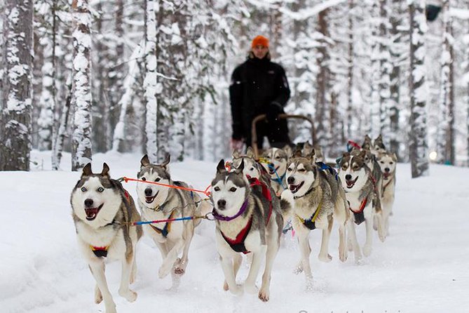 Private Husky Tour With Guide by VIP Car - Expert Husky Tour Guide