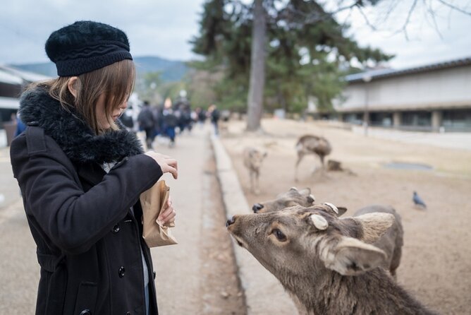 Private Journey in Nara's Historical Wonder - Experience the Rich Cultural Heritage
