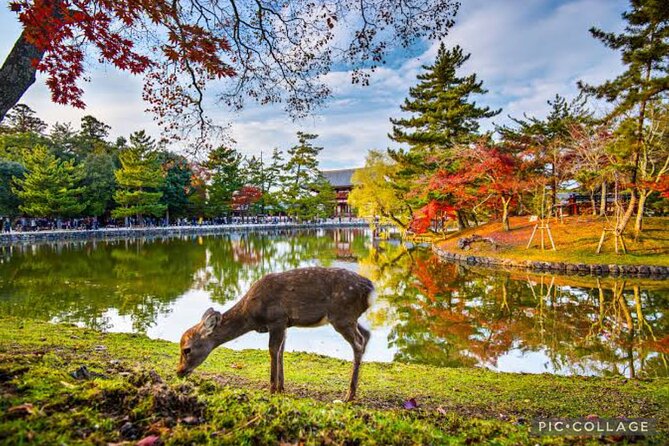 Private Kyoto-Nara Tour From Osaka With Hotel Pickup and Drop off - Inclusions and Exclusions