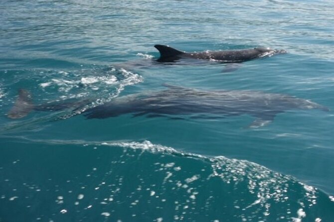 Private Morning Catamaran in Playa Flamingo - Transportation Information