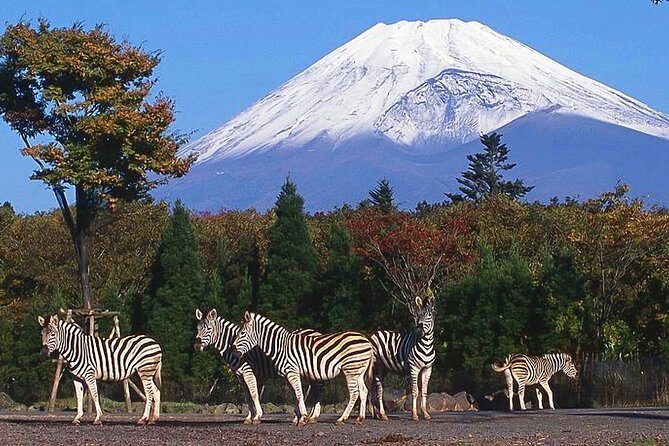 Private Mount Fuji and Hakone City Tour From Tokyo - Transportation Information