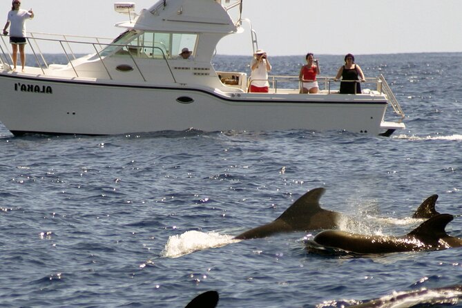 Private Oahu 3hr Guided Swim With Whale, Dolphin, Turtle Trek - Pricing and Inclusions