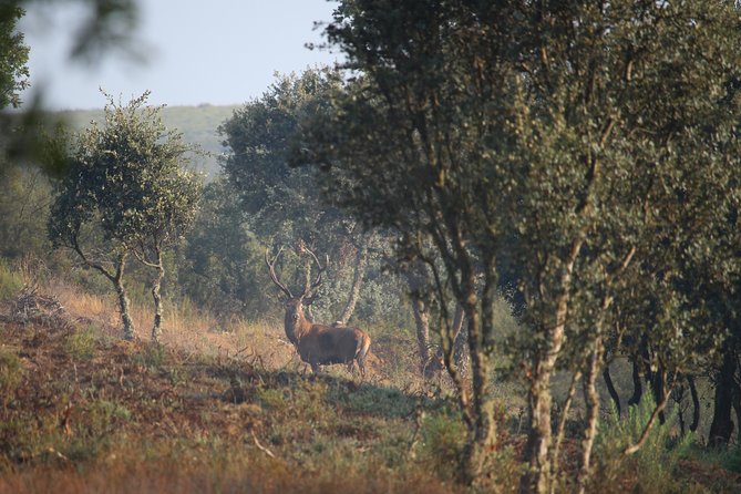 Private Off-Road Sightseeing Tour From Braganca  - Northern Portugal - Native Wildlife Spotting
