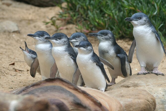 Private Phillip Island Customised Full Day Tour - Inclusions and Exclusions