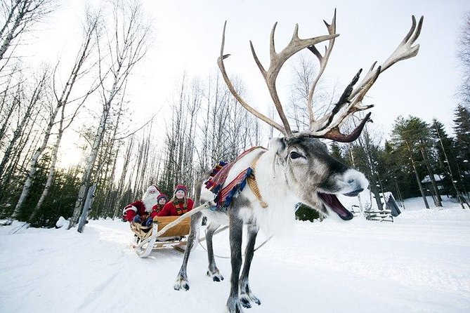 PRIVATE Reindeer Farm Tour in Rovaniemi - Pricing and Value Insights